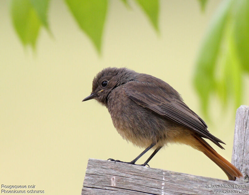 Black Redstart female