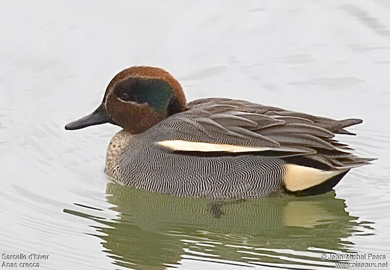 Eurasian Teal male adult