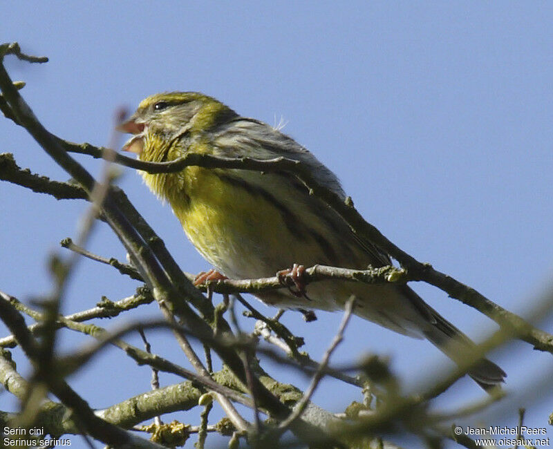 European Serin male adult