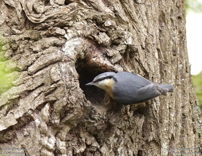 Sittelle torchepotadulte