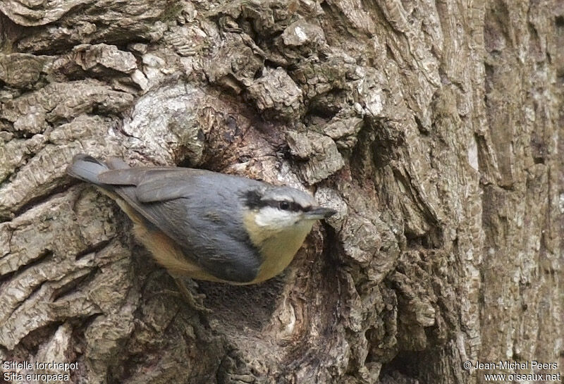 Eurasian Nuthatchadult