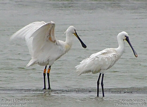 Eurasian Spoonbill