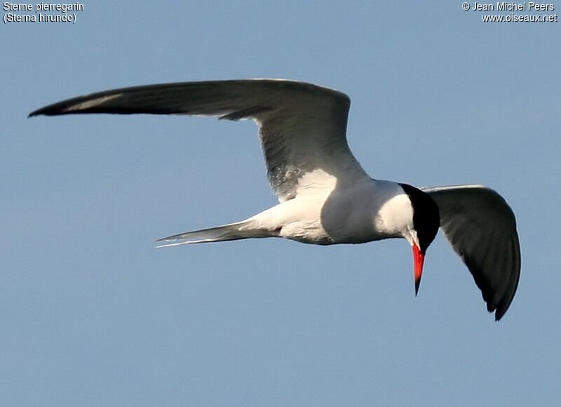 Common Tern