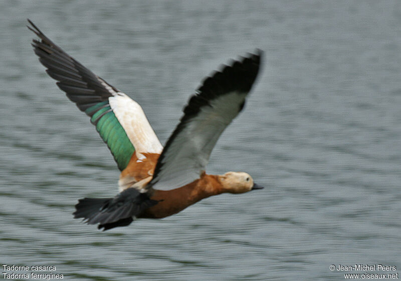 Ruddy Shelduck female