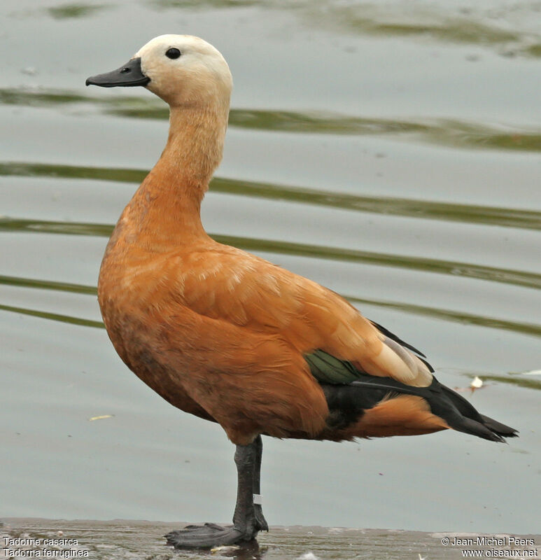 Tadorne casarca femelle adulte