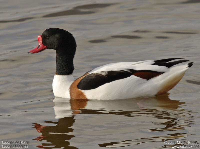 Common Shelduck male adult