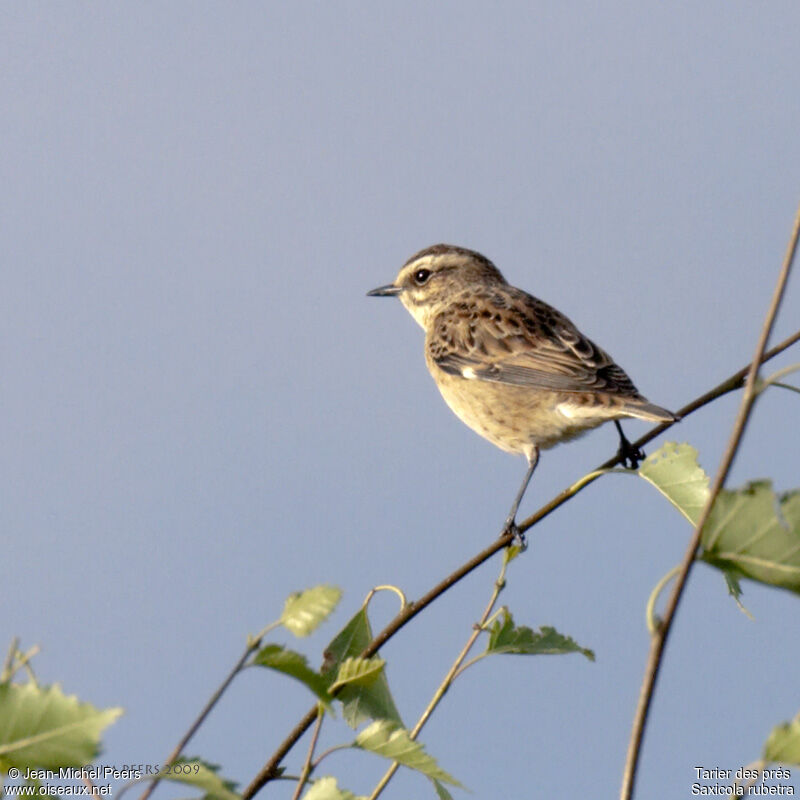 Whinchat female