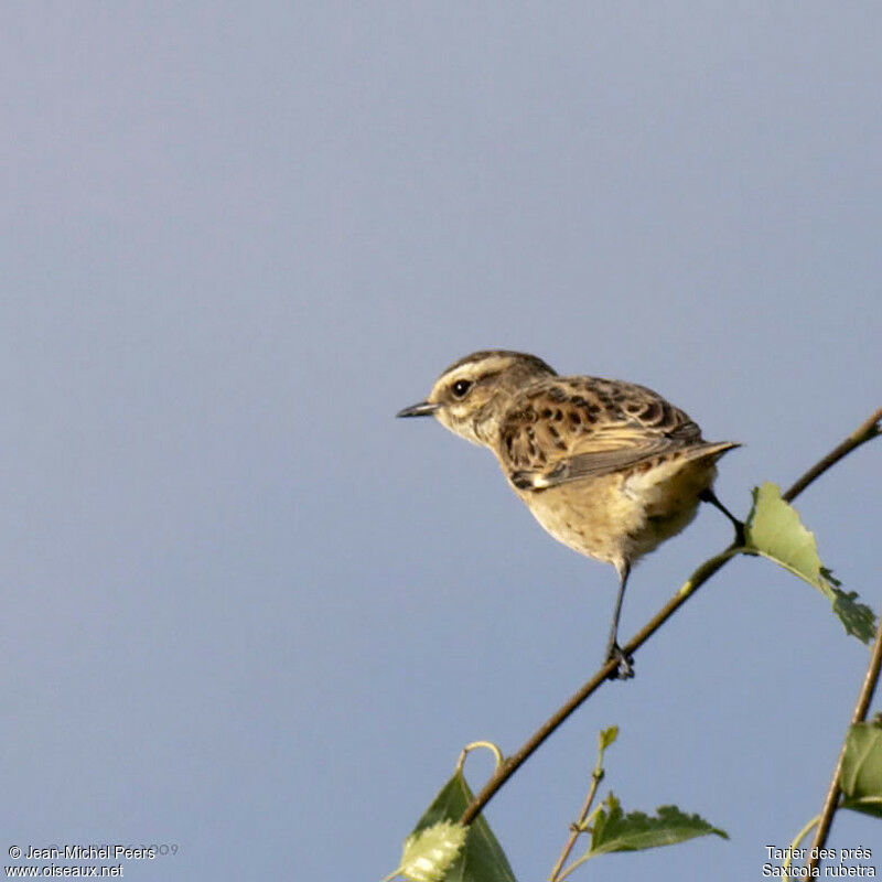 Whinchat female