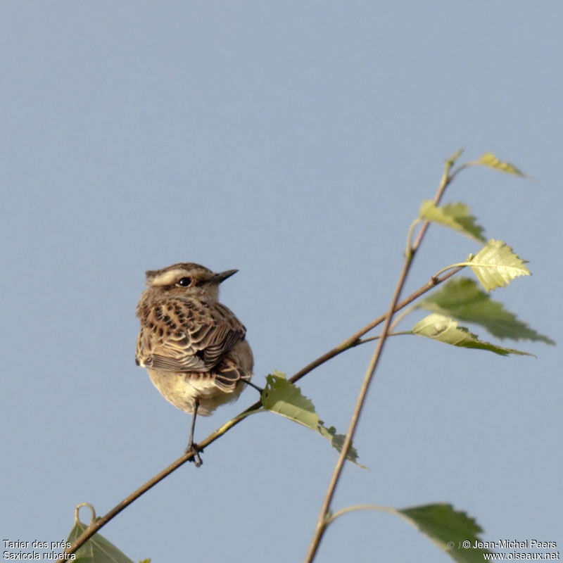 Whinchat female