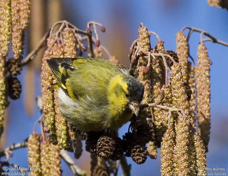 Eurasian Siskin male adult