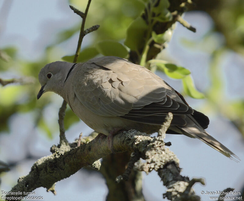 Eurasian Collared Doveadult