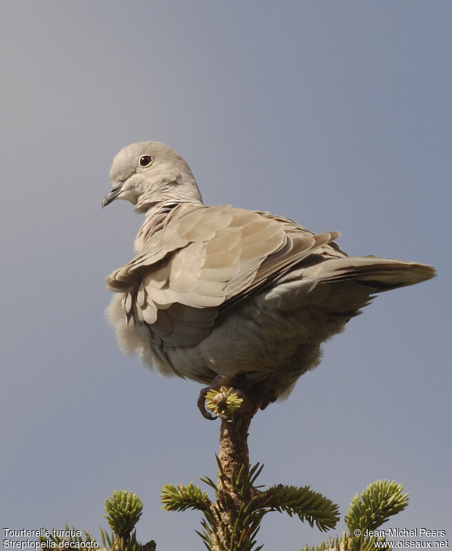 Eurasian Collared Dovejuvenile