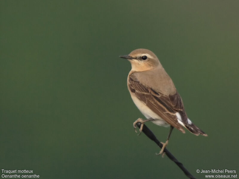 Northern Wheatear female adult