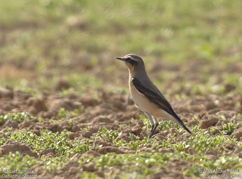 Northern Wheatear male adult