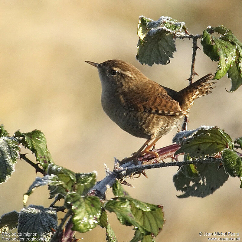 Eurasian Wren