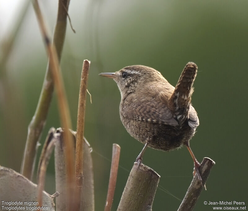 Eurasian Wrenadult