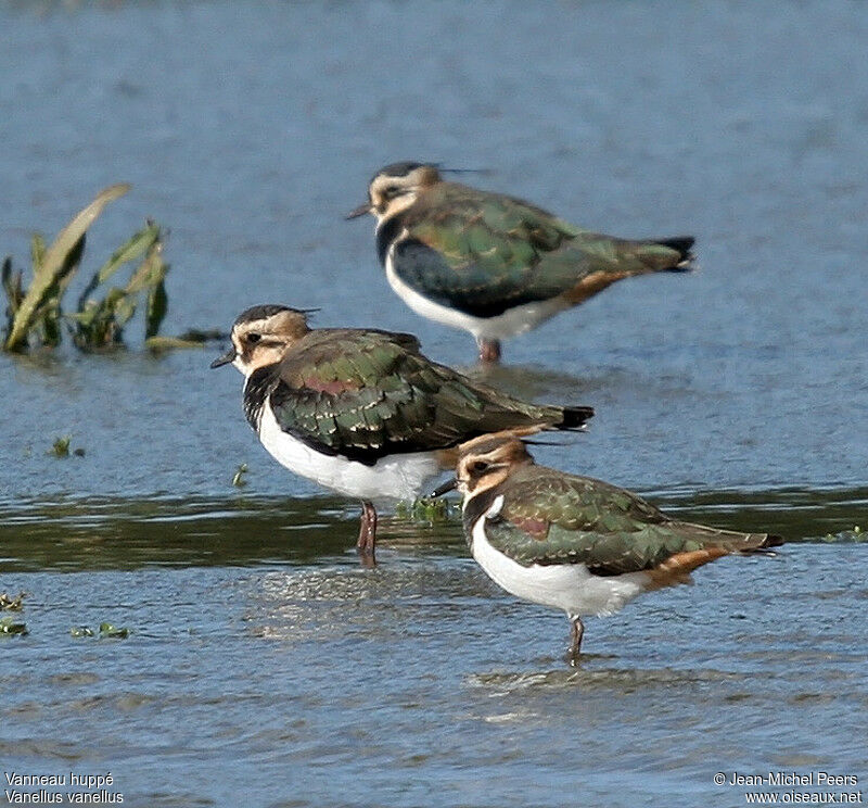 Northern Lapwingadult