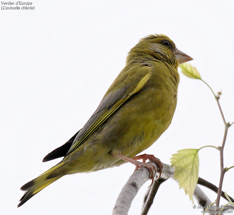 European Greenfinch