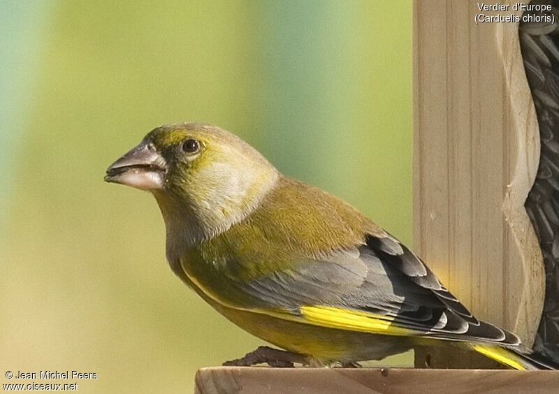 European Greenfinch