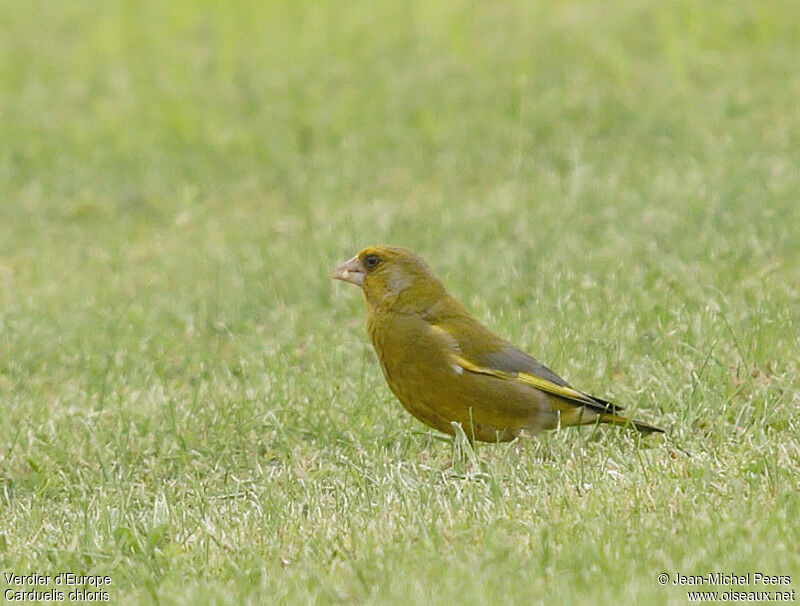 European Greenfinchadult