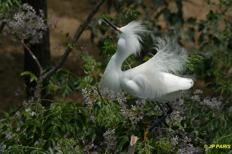 Aigrette neigeuse