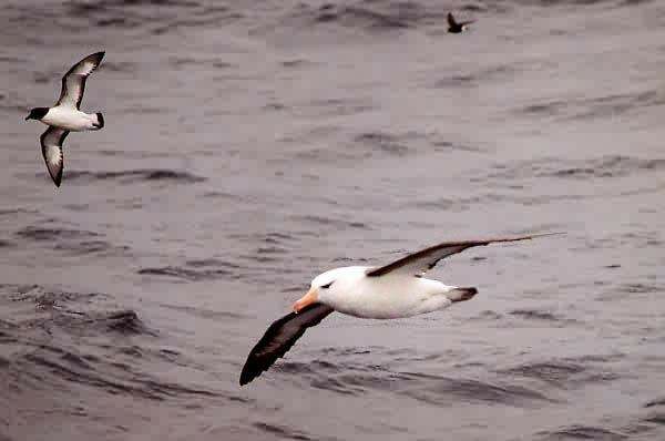 Albatros à sourcils noirs