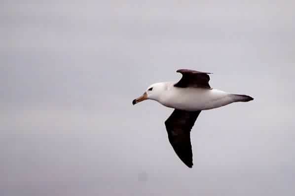 Albatros à sourcils noirs