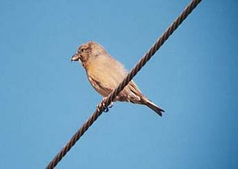 Red Crossbill