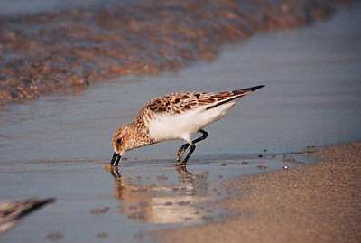 Bécasseau sanderling