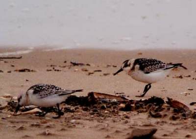 Bécasseau sanderling