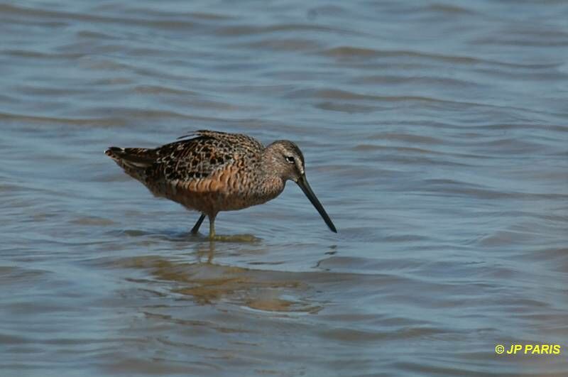 Short-billed Dowitcher