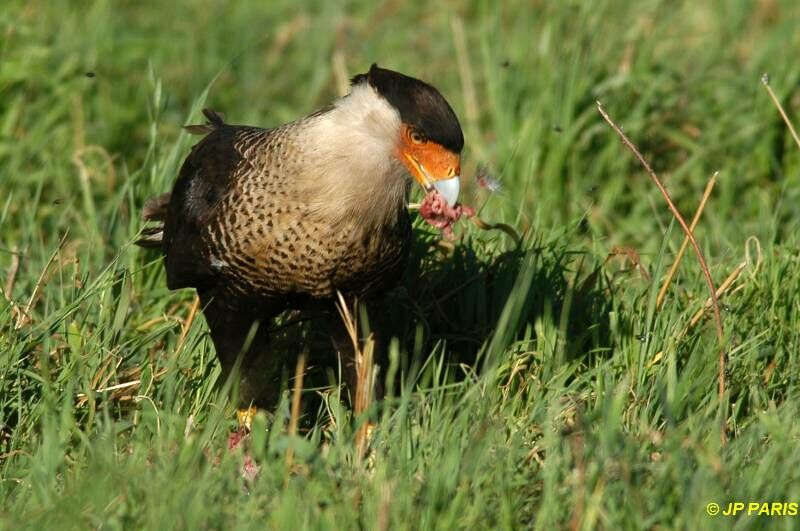 Caracara huppé