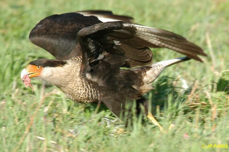 Caracara huppé