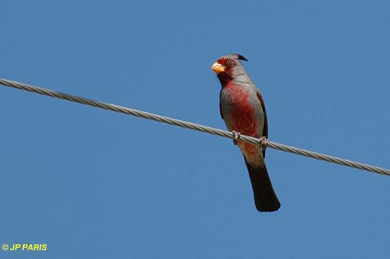 Cardinal pyrrhuloxia