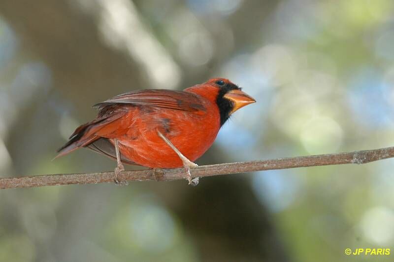 Cardinal rouge