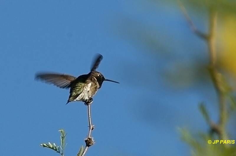 Colibri à gorge noire