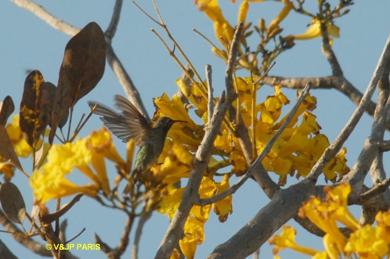 Colibri guaïnumbi, identification