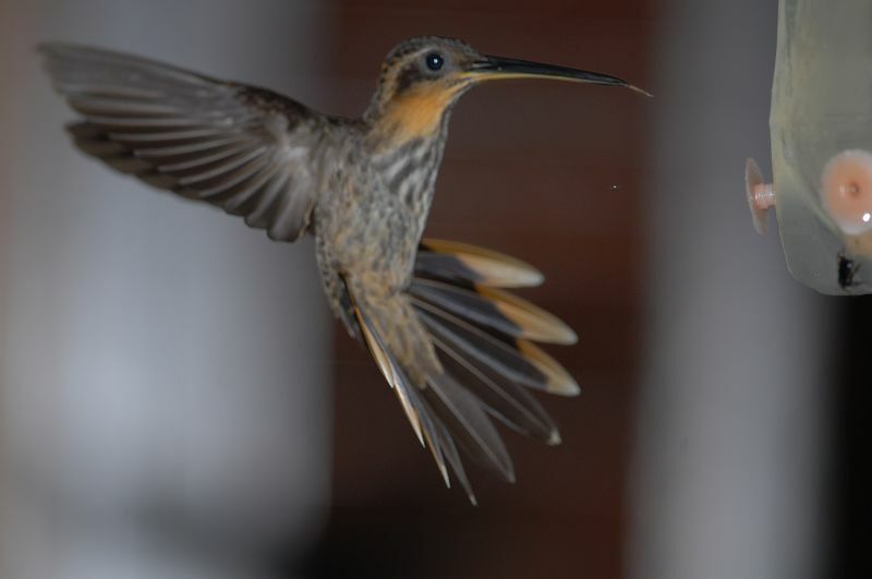 Colibri tacheté, Vol