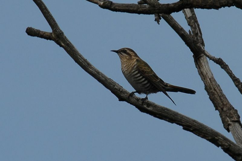 Coucou de Horsfield, identification