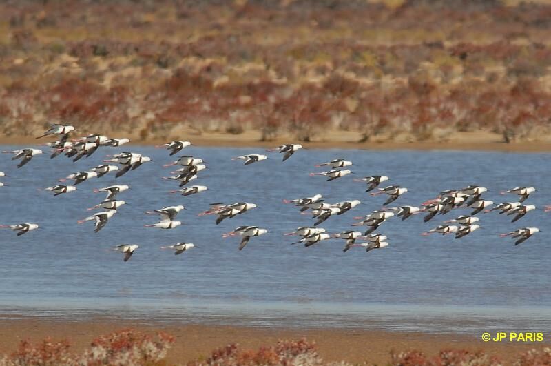 Banded Stilt