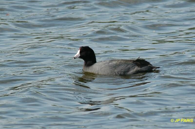 American Coot