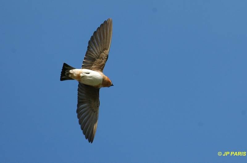 Hirondelle à front brun