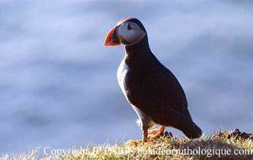 Atlantic Puffin