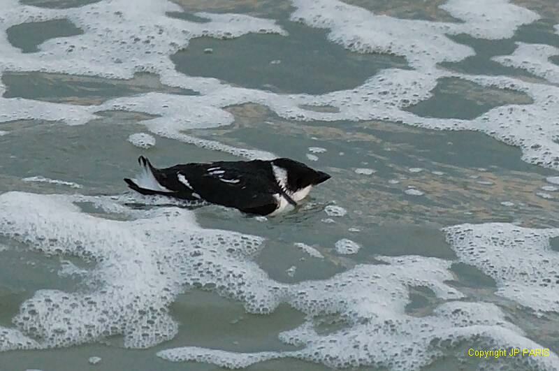 Little Auk