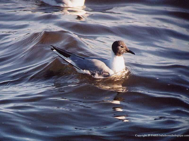 Mouette de Bonaparte