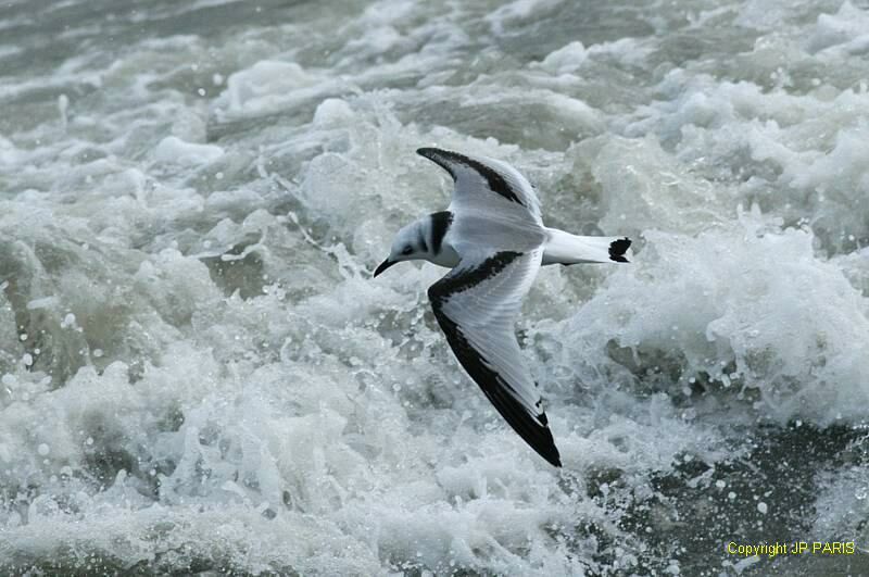 Mouette tridactyle