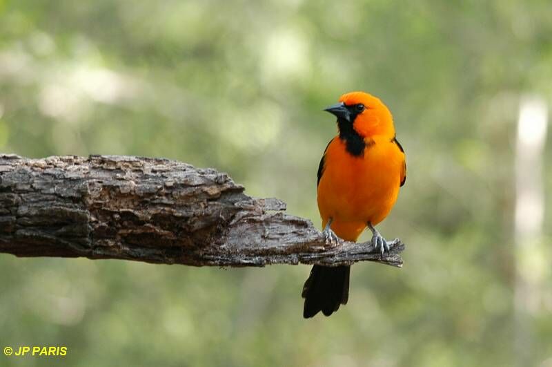 Oriole à gros bec