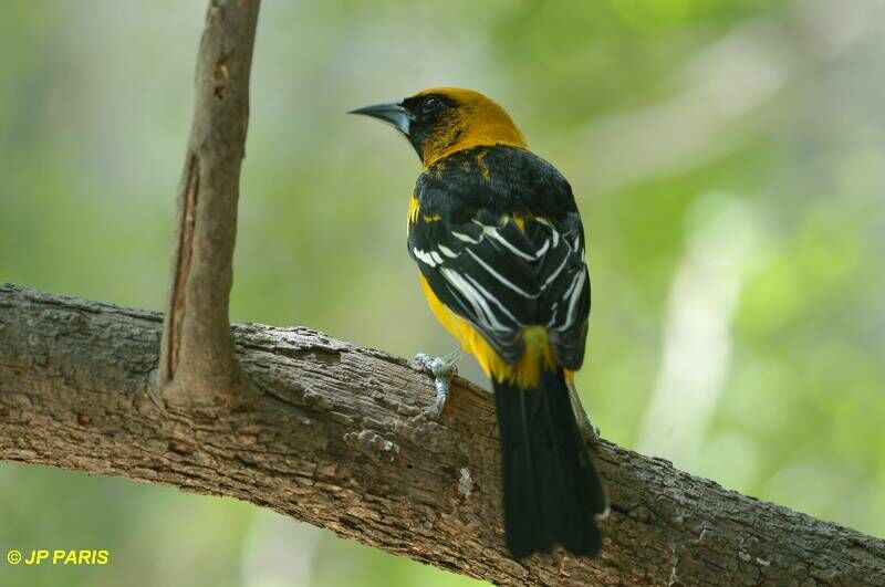 Altamira Oriole