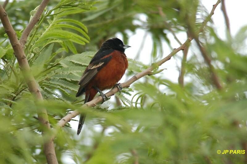 Oriole des vergers