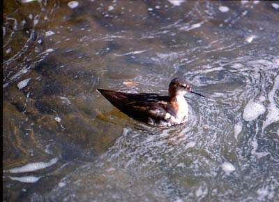 Phalarope à bec étroit